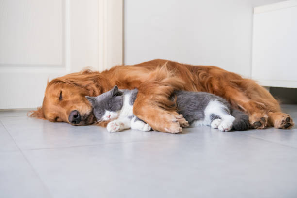 pet's integrative oncology and veterinary wellness