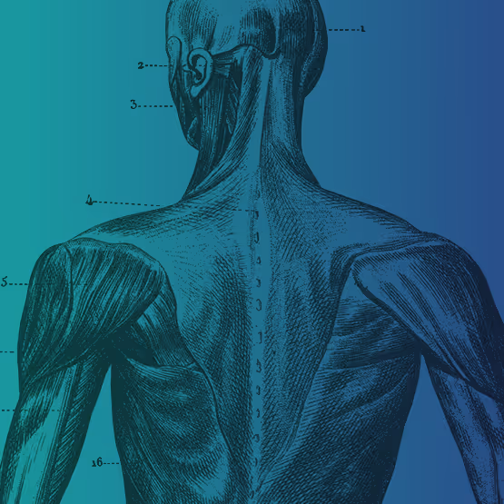 Medical illustration of a human back showing detailed musculature and spine against a teal-to-blue gradient background.
