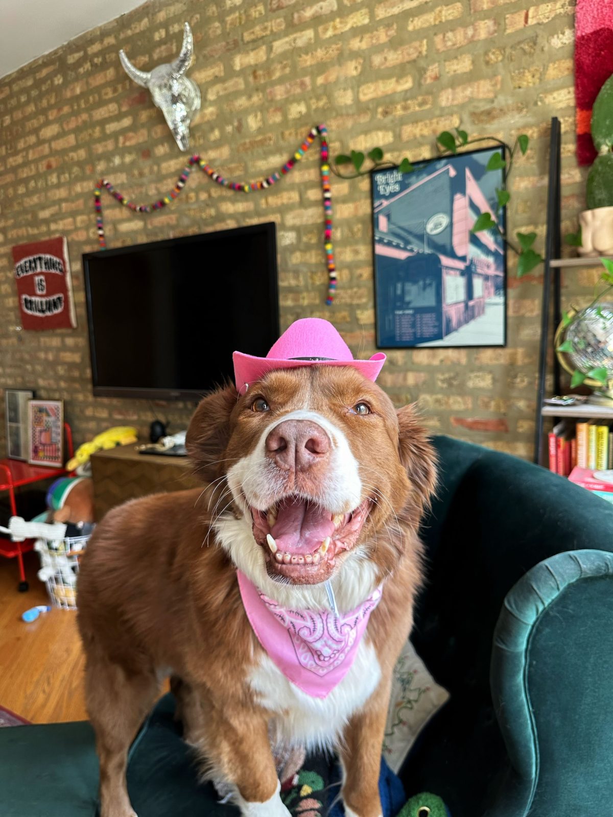 A brown and white dog with a pink cowboy hat and bandana
