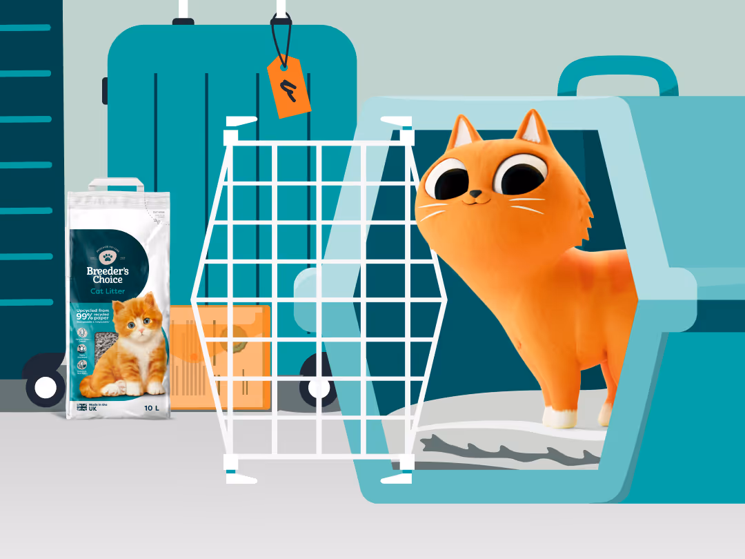 Taking Your Cat on a Summer Holiday: The Ultimate Guide to Car and Plane Travel