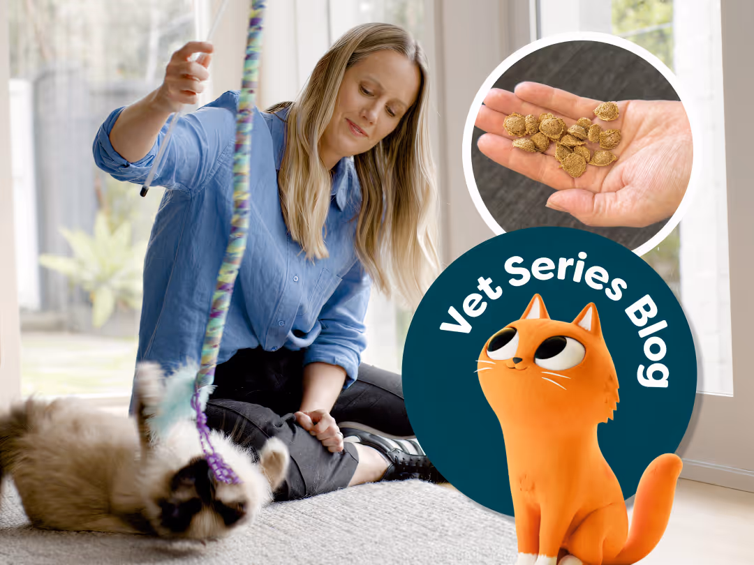 The Truth About Cat Treats – 5 Common Mistakes Owners Make (and How to Avoid Them)