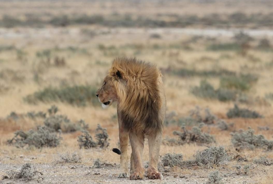 Lion looking sideways in a grass field