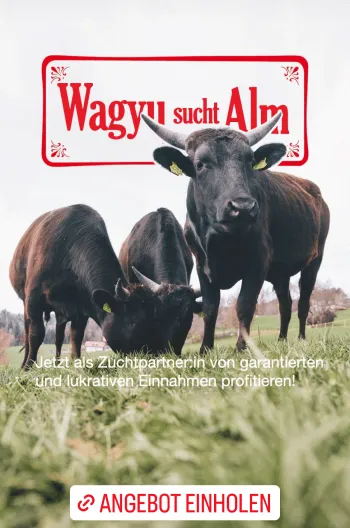 Instagram Story für Luxus Fleisch Geschäft