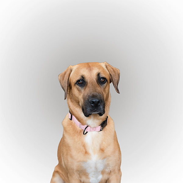 A brown dog with a pink collar against a grey background.