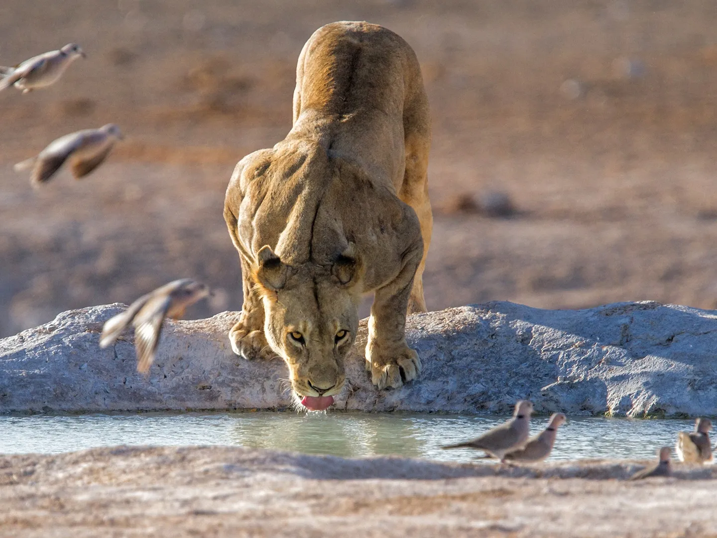 Lioness drinking from a waterhole
