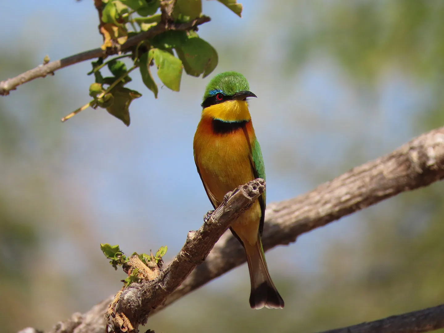 Little Bee-eater