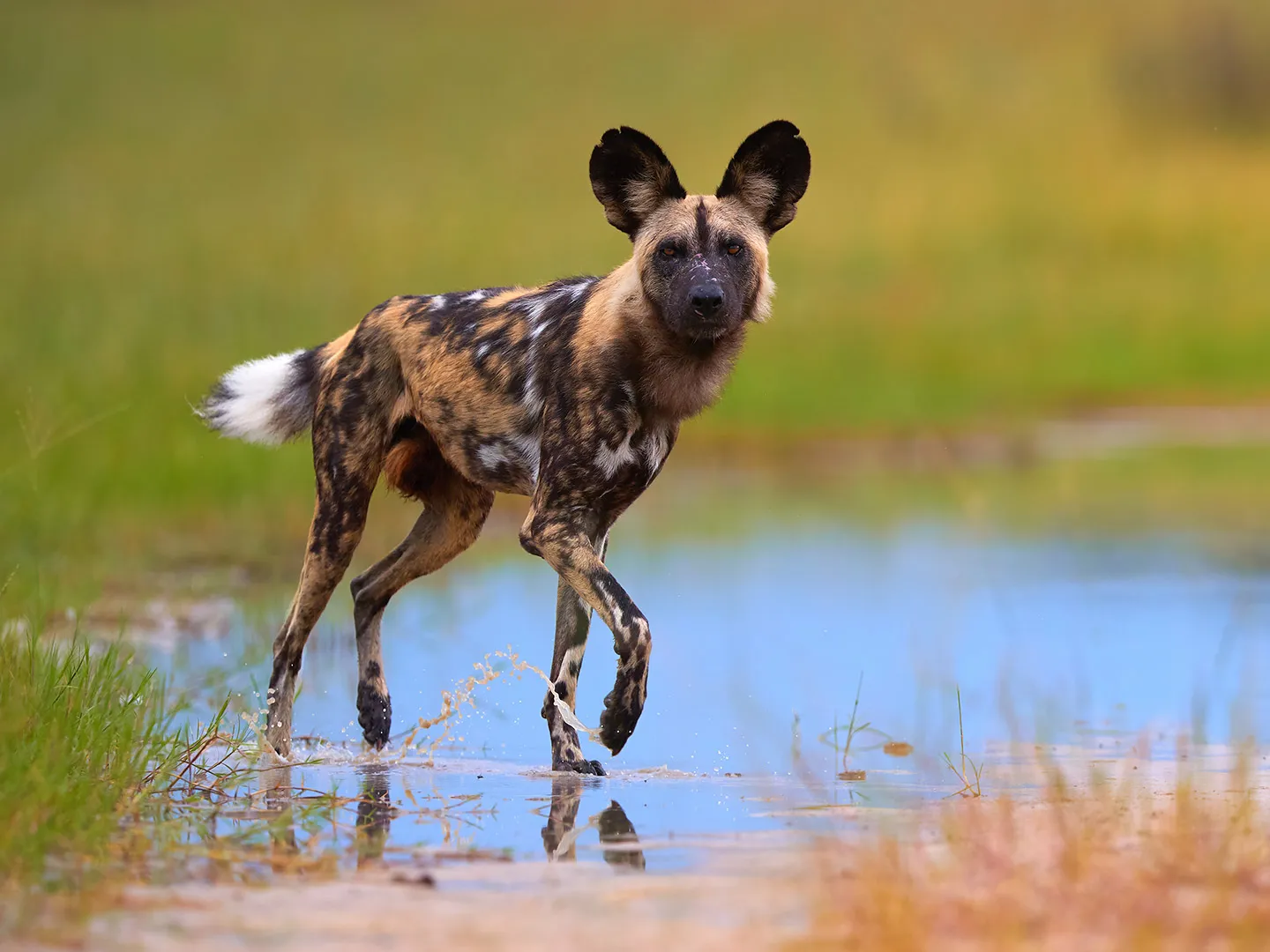 African Wild Dog