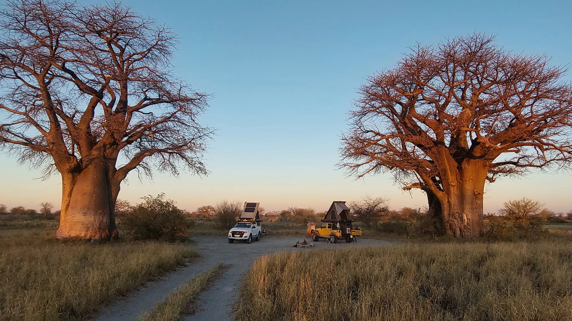 Camping between two baobabs