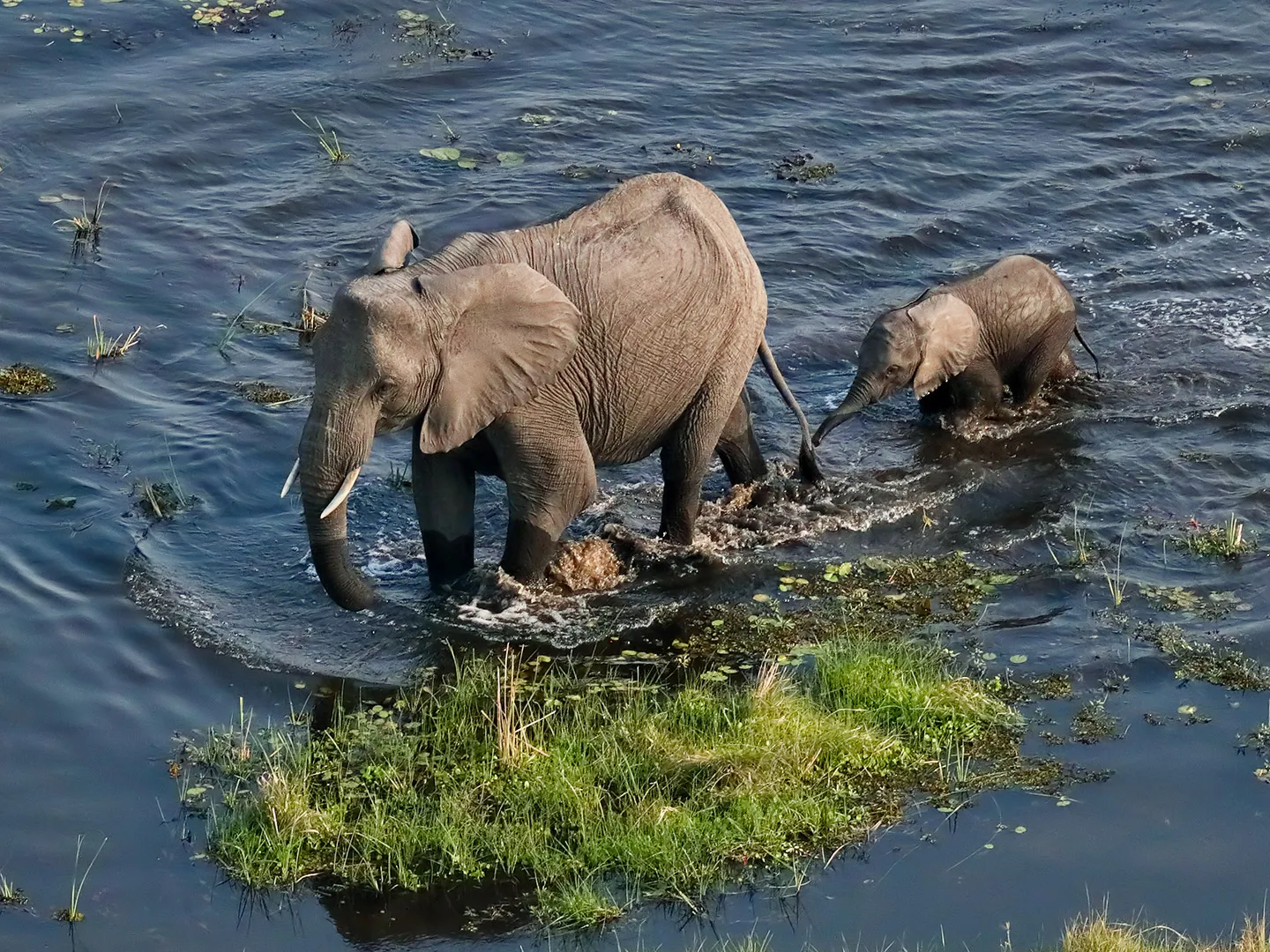 Elephants