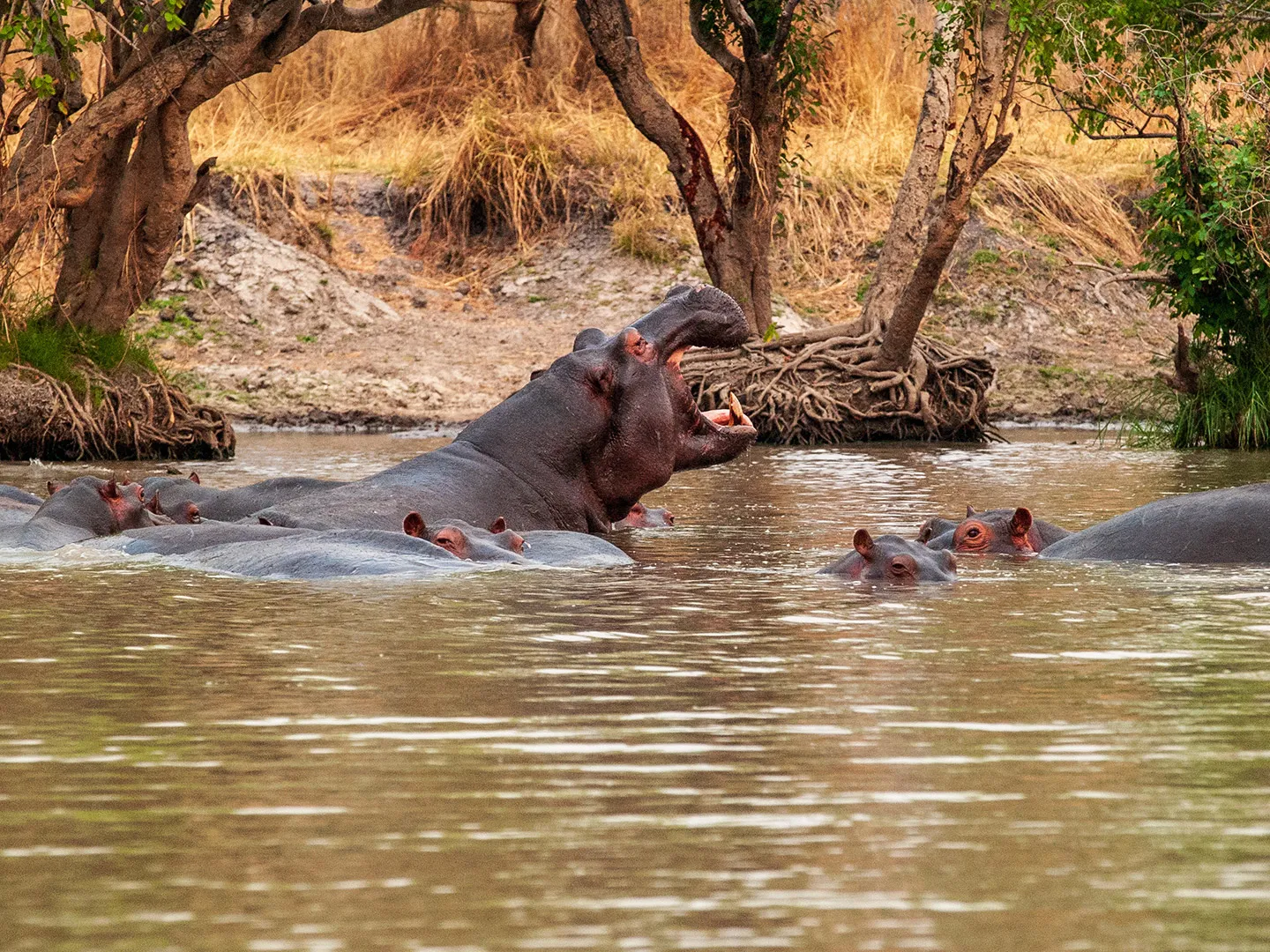 Hippos at Kafue River
