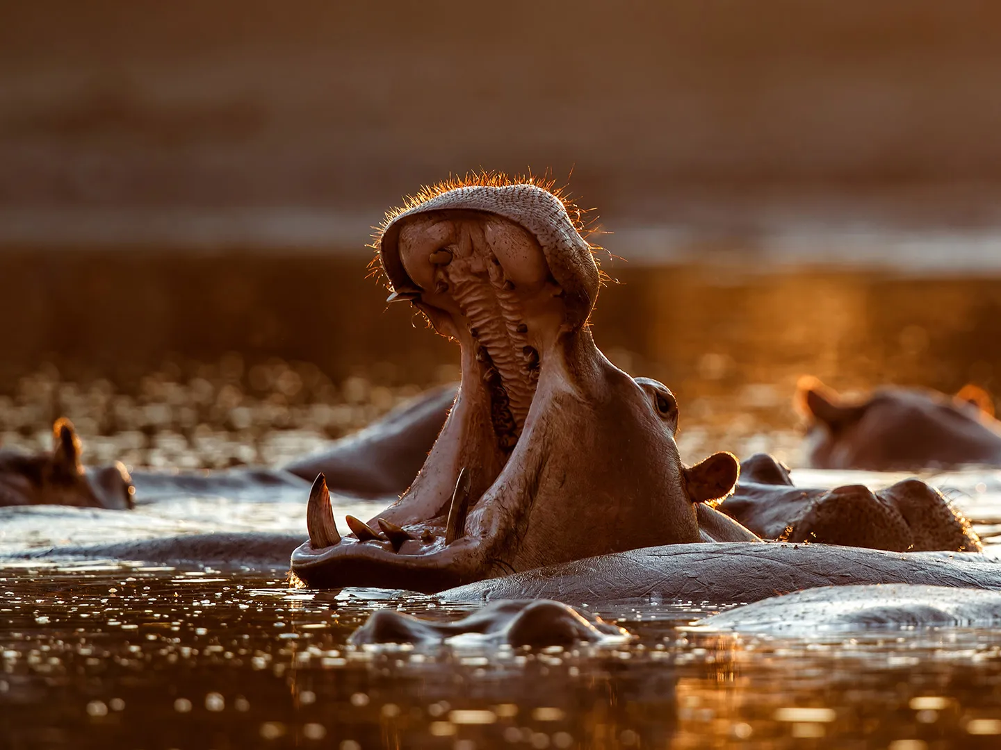Hippo at Mana Pools