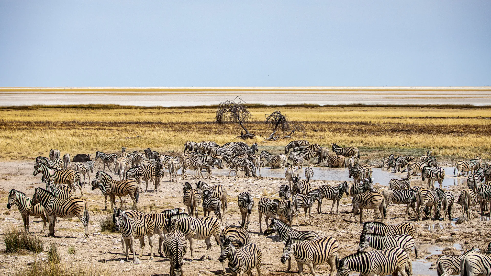 Herd of zebra