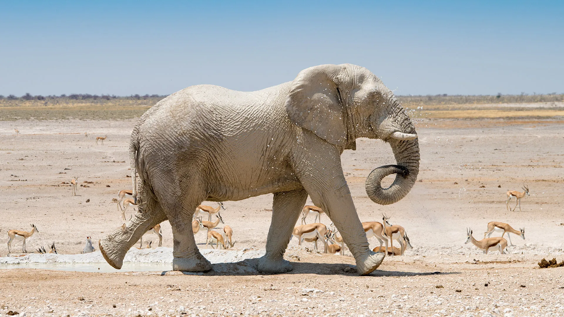 Etosha elephant