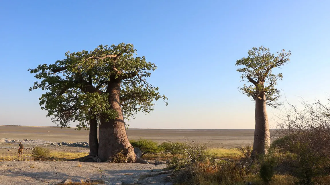 Baobab