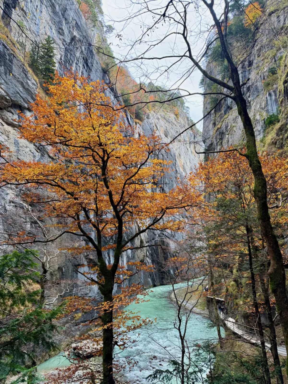 Hêtre aux feuilles dorées au-dessus des gorges de l'Aar à Meiringen en automne