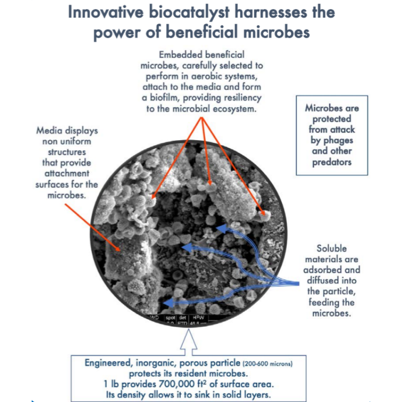 microbial sludge digestion wastewater stages hydrolysis acidogenesis methanogenesis