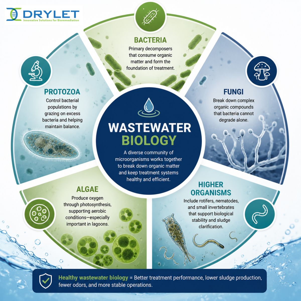 Infographic showing the major microorganisms involved in biological wastewater treatment.