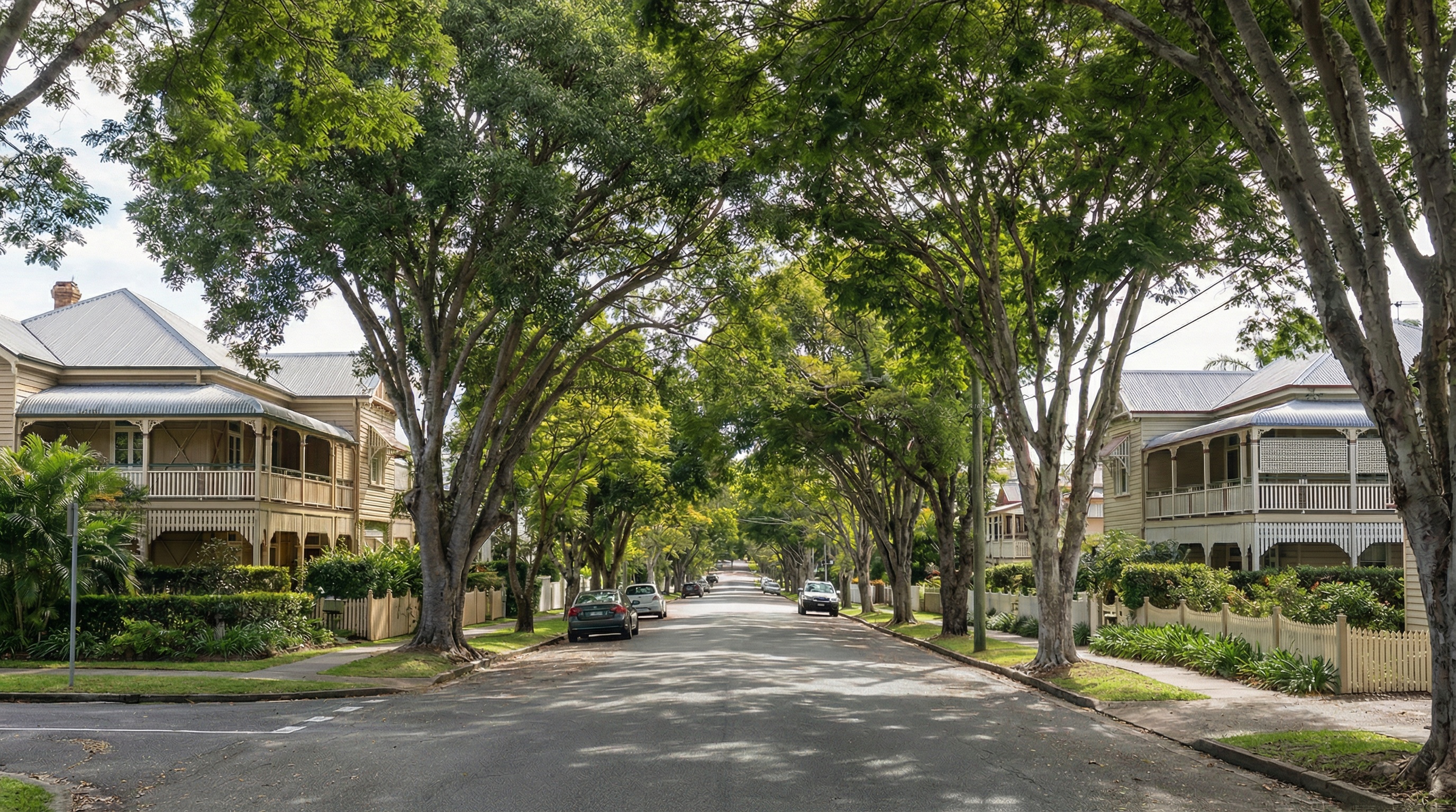 Wide-angle view of a canopied Ascot Brisbane street lined with grand elevated Queenslanders on both sides — mature tree canopy arching overhead, generous setbacks, and consistent heritage character, showing why architects working in Ascot must respond to one of Brisbane's most intact prestige residential streetscapes.