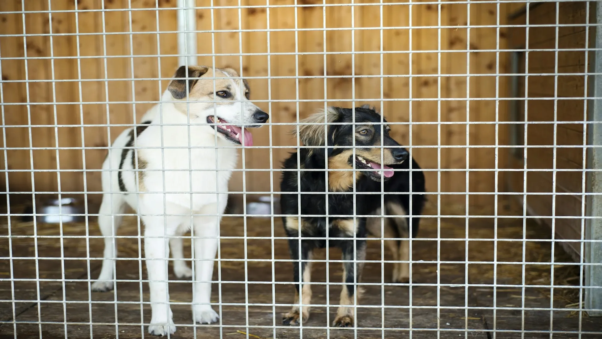 Understanding California’s Dog Bite Laws: What Injury Victims Need to Know [2025 Update]
