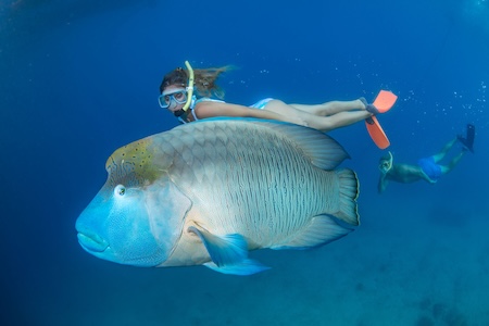 グレートバリアリーフツアー - ポンツーンでのシュノーケル