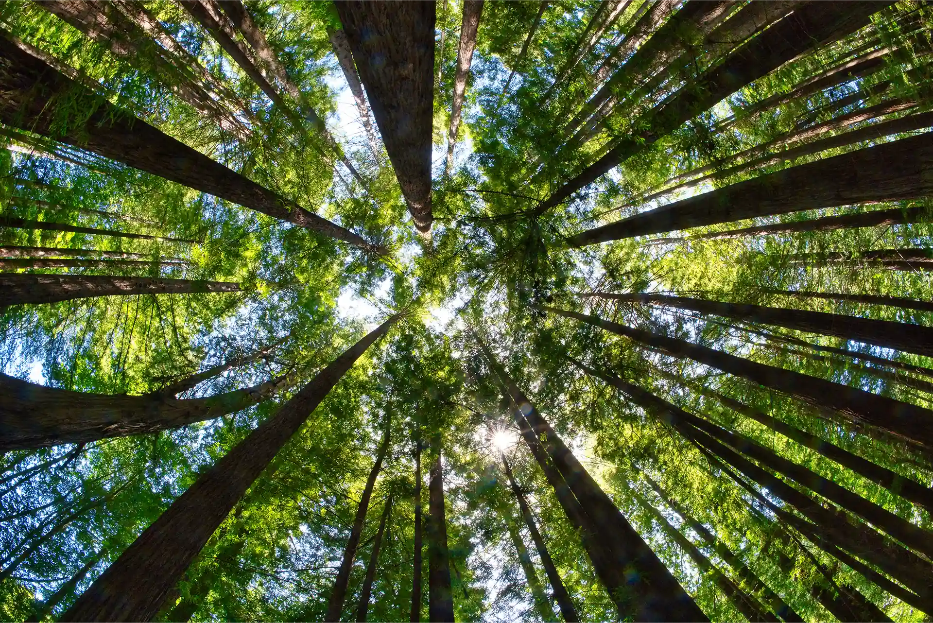 Blick nach oben auf hohe, schlanke Bäume mit grünem Laub und Sonnenlicht zwischen den Ästen.