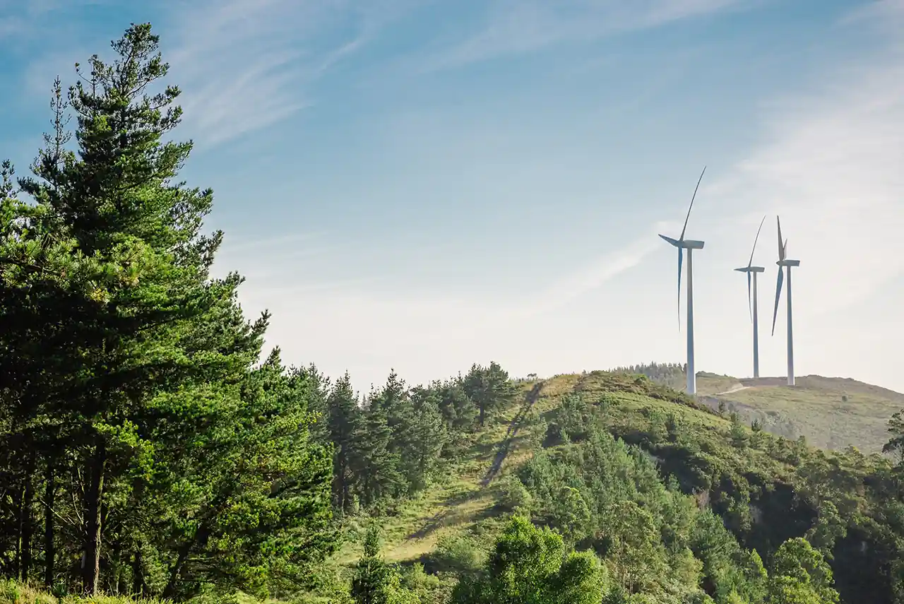 Drei Windräder auf einem bewaldeten Hügel unter blauem Himmel, links hohe Nadelbäume.