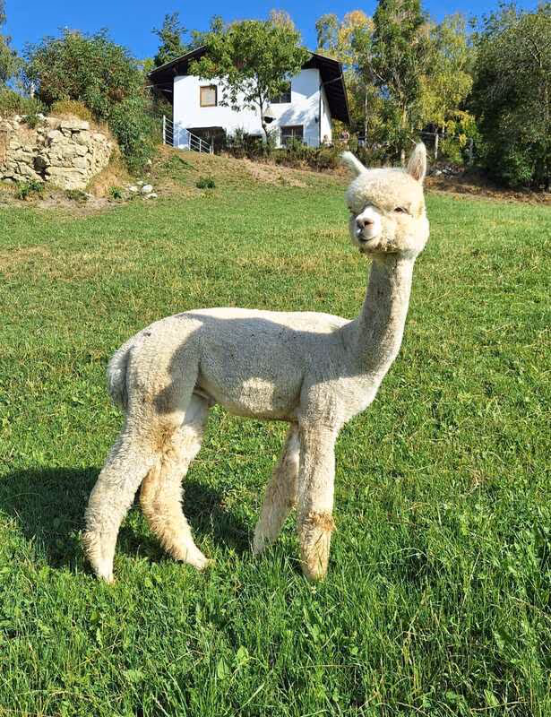 ALO Nicecracker, un alpaca color crema, in piedi su un prato soleggiato davanti a una casa in collina