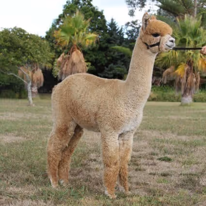 Light fawn female Huacaya alpaca standing alert on a grassy field, showcasing a dense, well-structured fleece and a balanced, upright posture. Palm trees and evergreens in the background suggest a mild climate