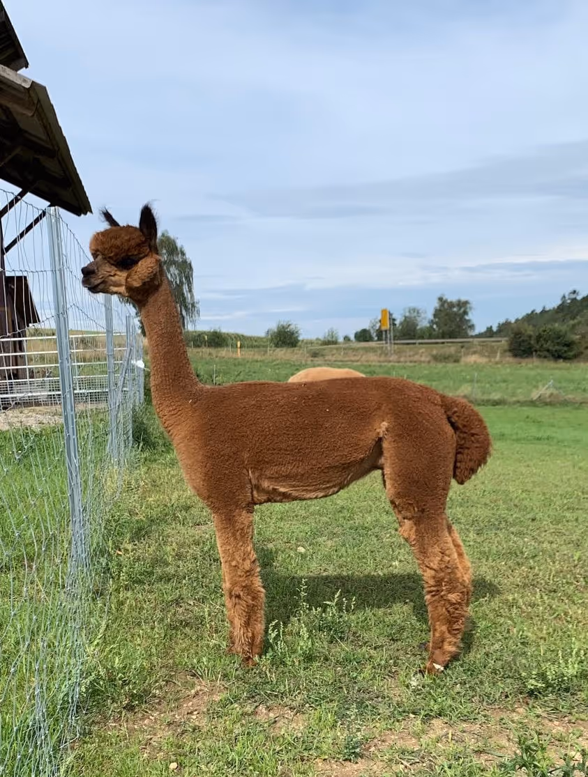 Brown female Huacaya alpaca standing on green pasture beside a wire fence, with a compact build and dense, even fleece.