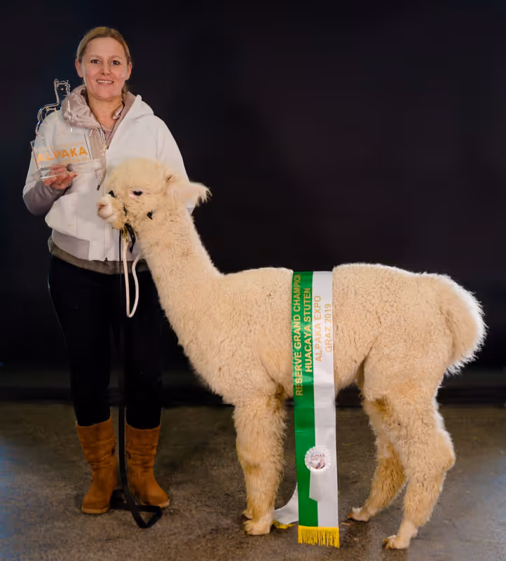 A person in a white hoodie and brown boots stands next to a beige alpaca wearing a green and white ribbon labeled "Reserve Grand Champion Huacaya Alpaca Graz Stuten 2019." The person holds a trophy labeled "Alpaka.