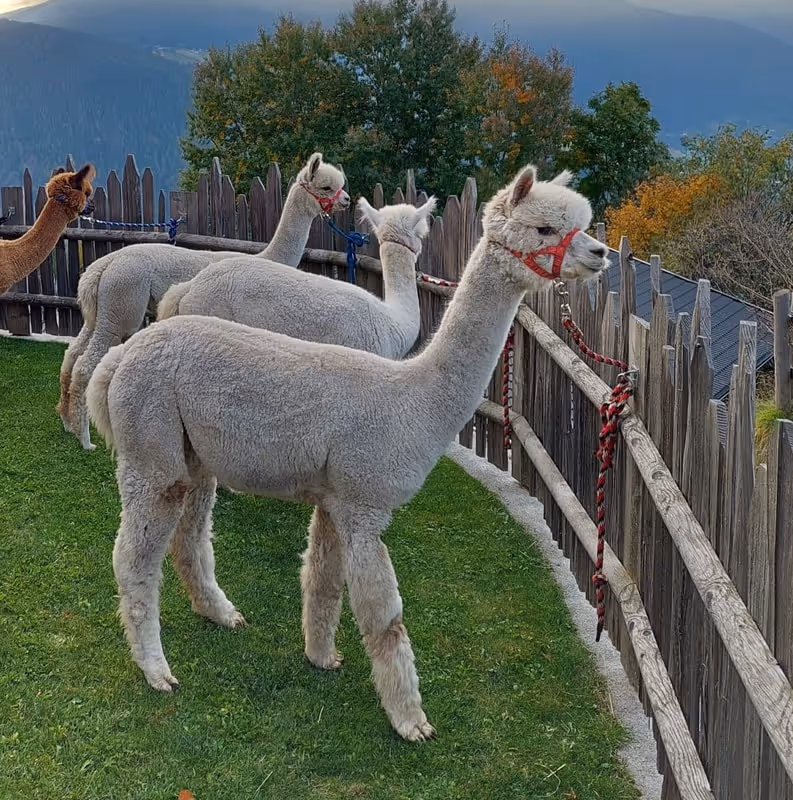 Three alpacas with light-colored fleece and one with brown fleece stand on green grass behind a wooden fence, with mountains and autumn trees in the background.
