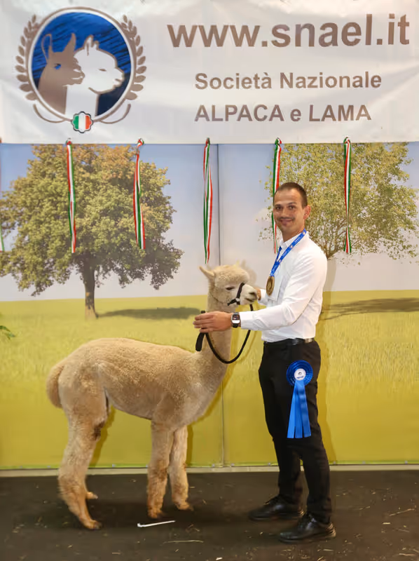 A person in a white shirt with a blue ribbon stands next to a beige alpaca in front of a backdrop with the "Società Nazionale Alpaca e Lama" logo, Italian flags, and a scenic landscape.