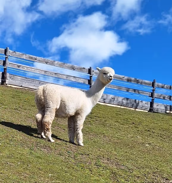 A beige alpaca stands on a grassy hill with a wooden fence and a blue sky with clouds in the background.