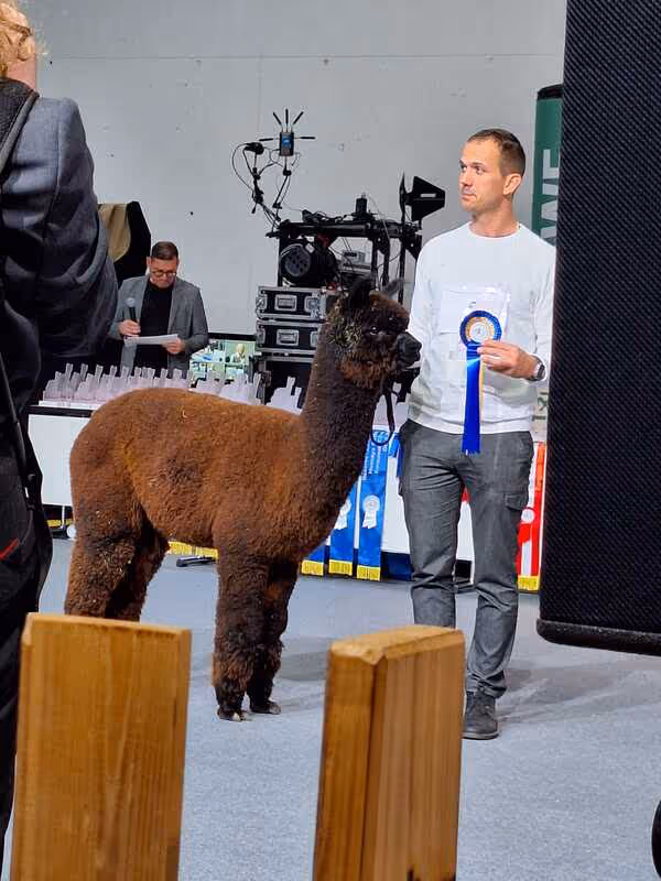 A person in a white shirt holds a brown alpaca with a blue ribbon at an event, with a judge speaking and a table of trophies in the background.