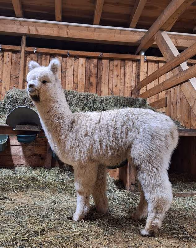 A beige alpaca stands on straw bedding inside a wooden barn with hay and feeding troughs in the background.