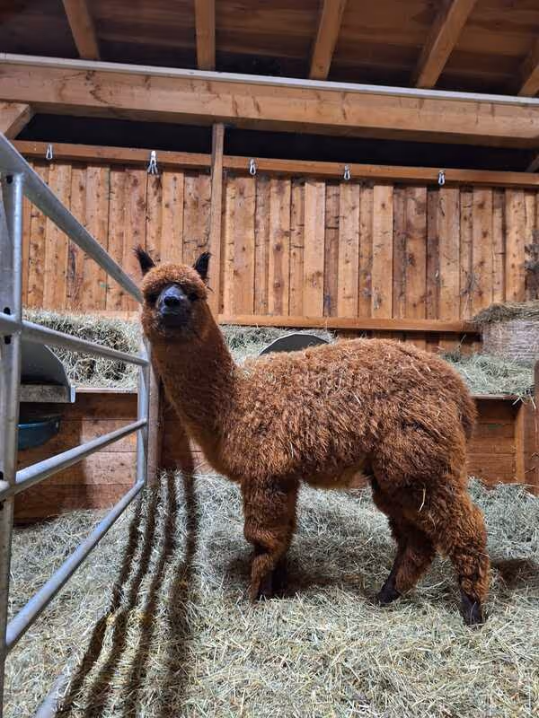 A brown alpaca stands on straw bedding inside a wooden barn with a metal gate and feeding trough in the background.