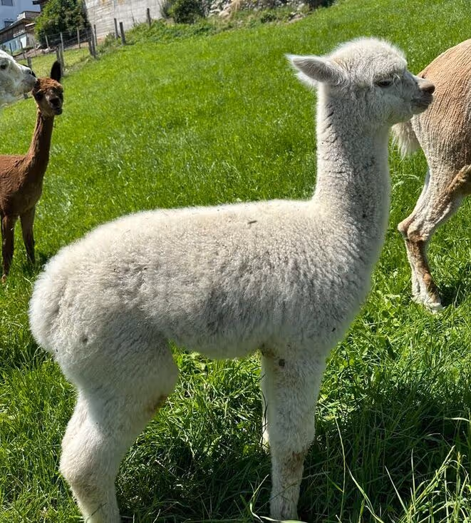 Giovane alpaca bianca su campo verde con alpaca marrone sullo sfondo vicino al recinto.
