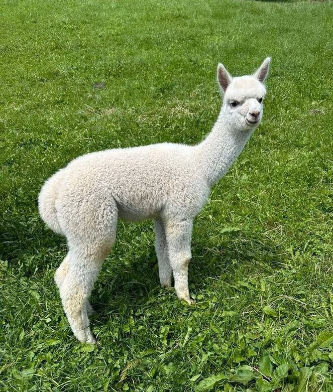 Giovane alpaca bianca su campo verde, rivolto in avanti.