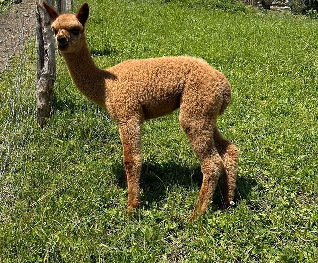 Giovane alpaca marrone su campo verde vicino al recinto metallico.