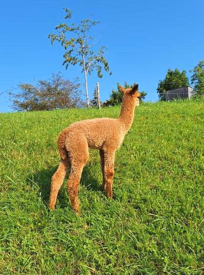 Giovane alpaca marrone su collina erbosa, alberi e recinzione sotto il cielo blu chiaro sullo sfondo.