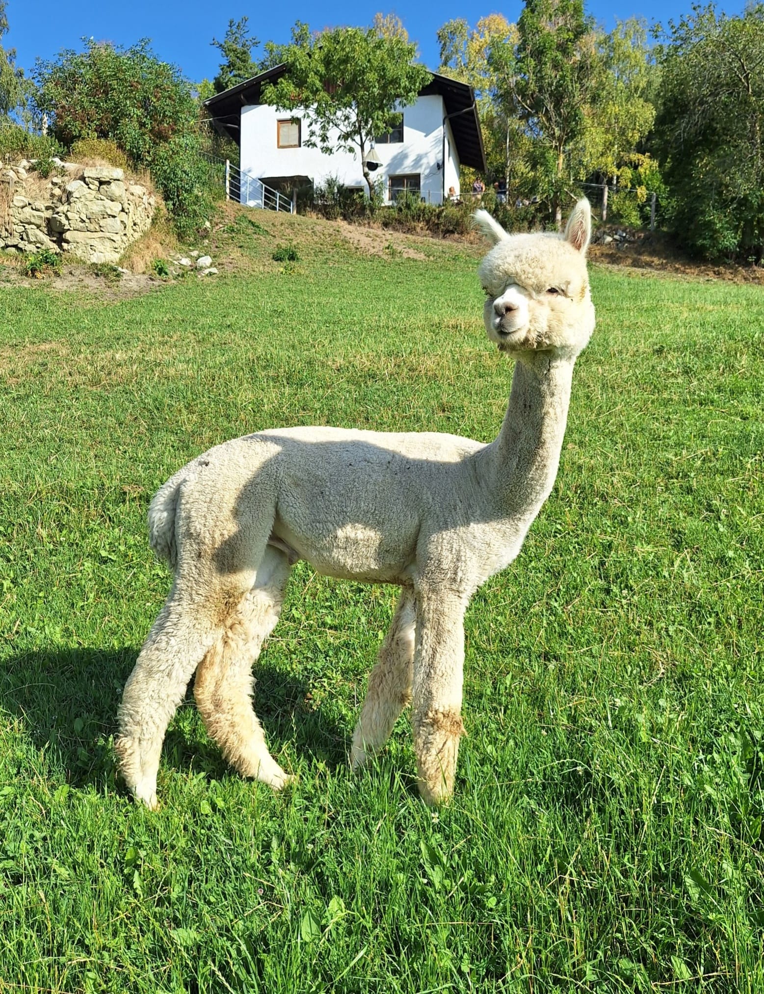 ALO Nicecracker, a white-colored alpaca, standing on a sunny meadow in front of a hillside house