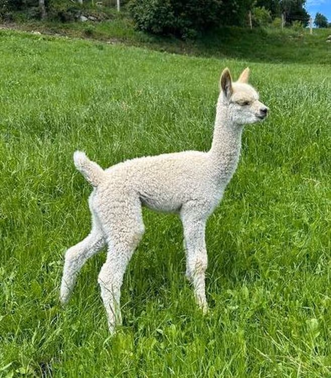 Young white alpaca on green field, trees and hills in background.