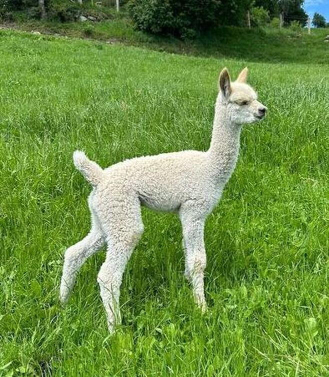Young white alpaca on green field, trees and hills in background.
