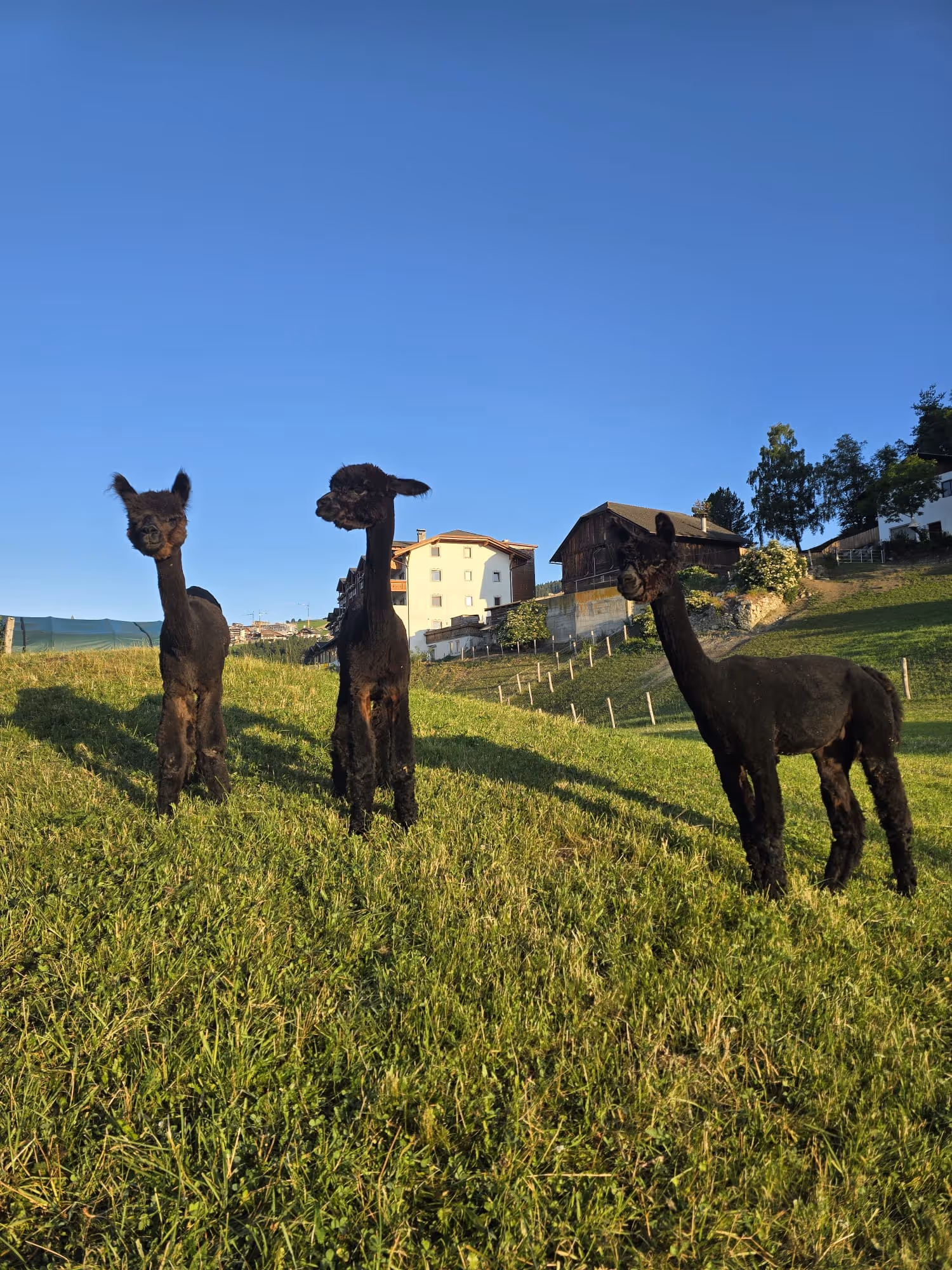 3 black alpacas on the field - for sale