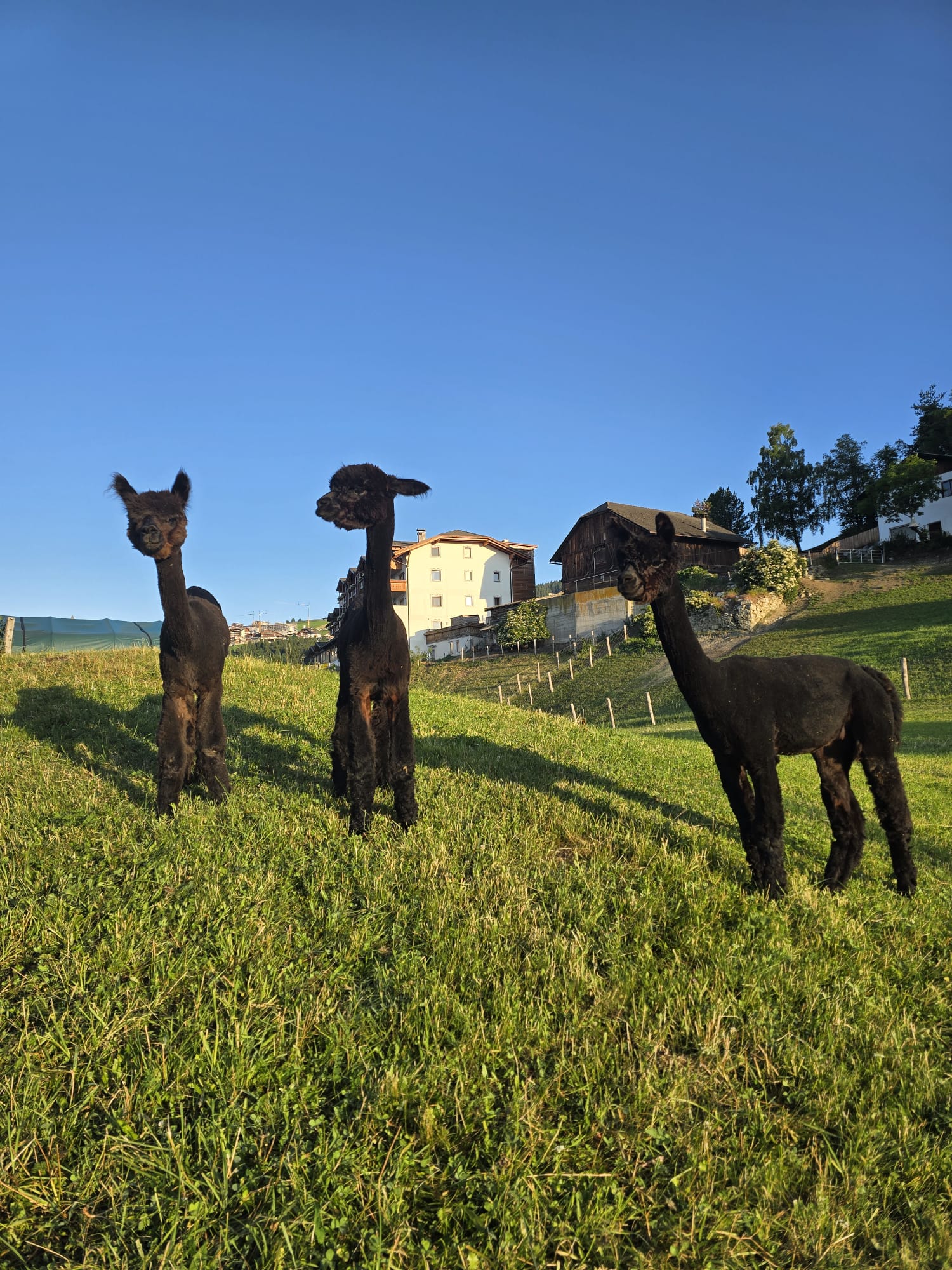 3 Black Alpacas in the Field – For Sale