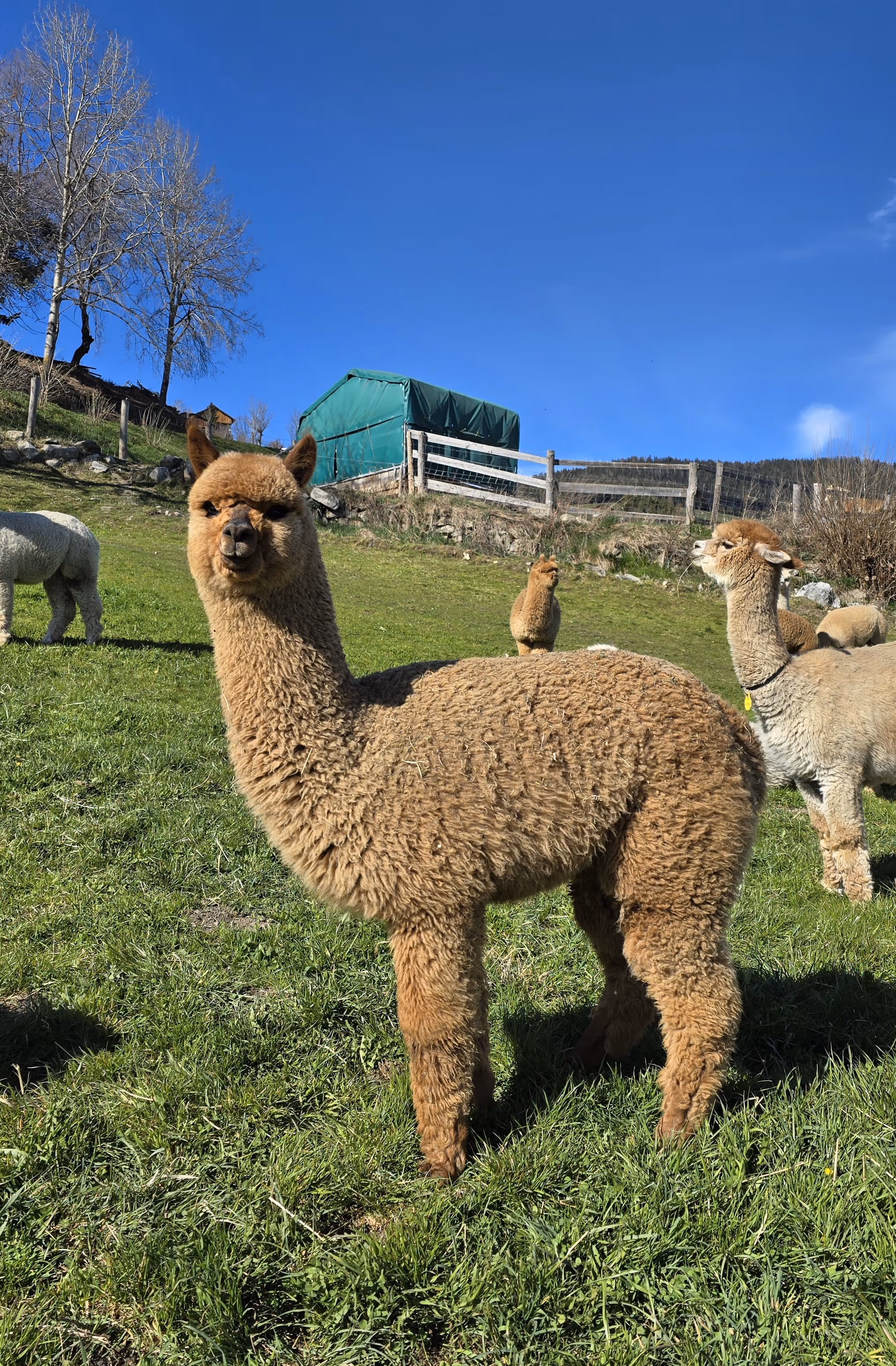 Young brown alpaca on green field near wire fence.