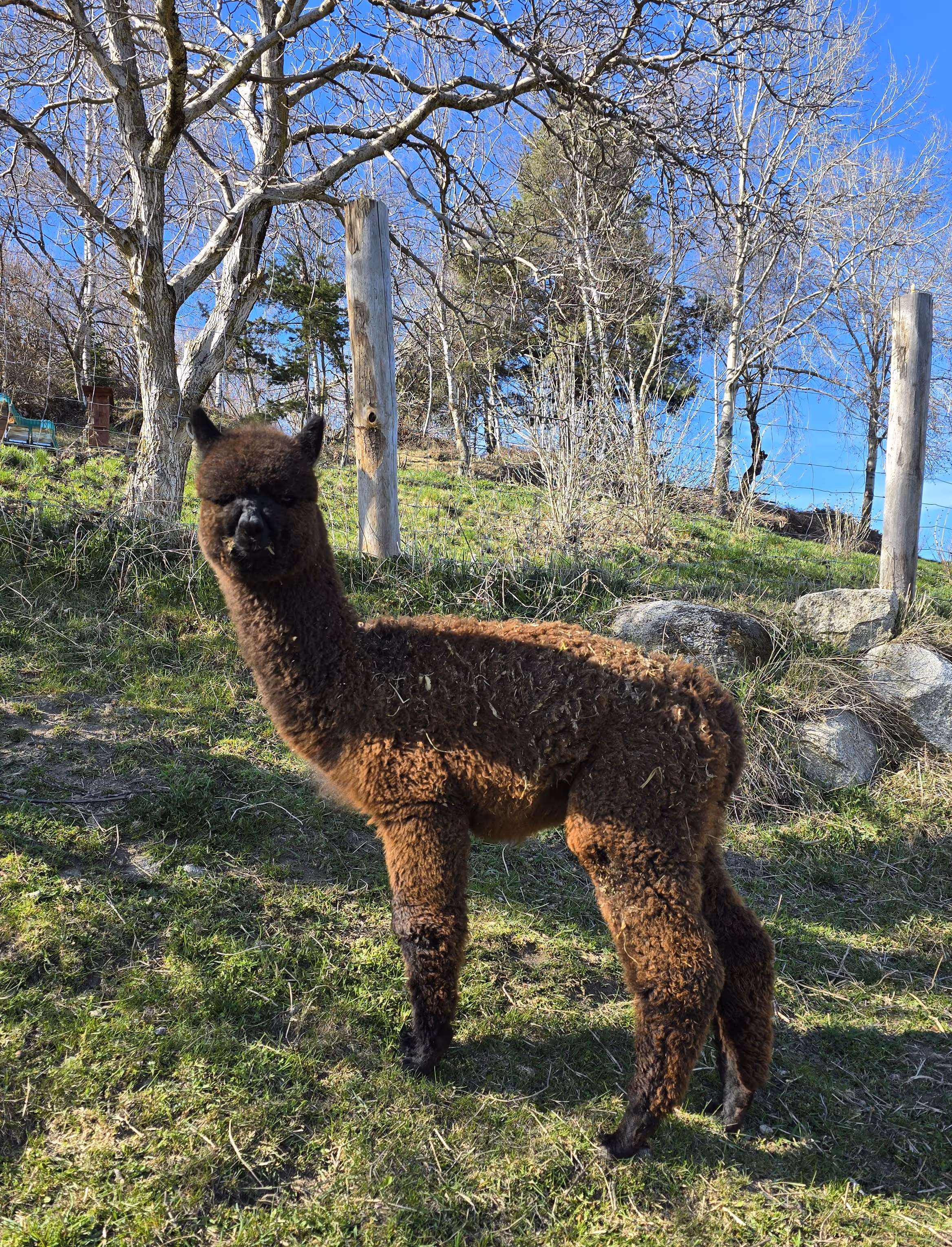 Young brown alpaca on green field, looking forward.