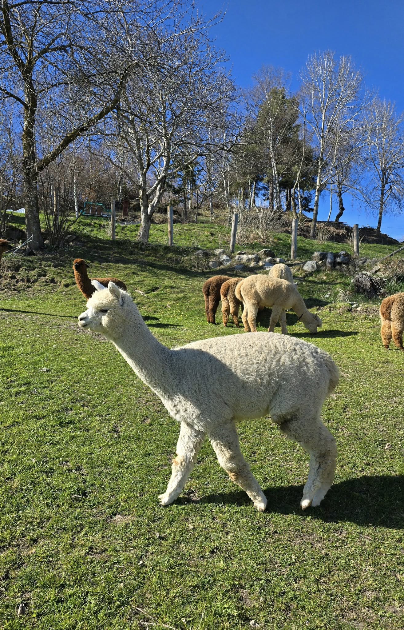 white alpaca on a green field