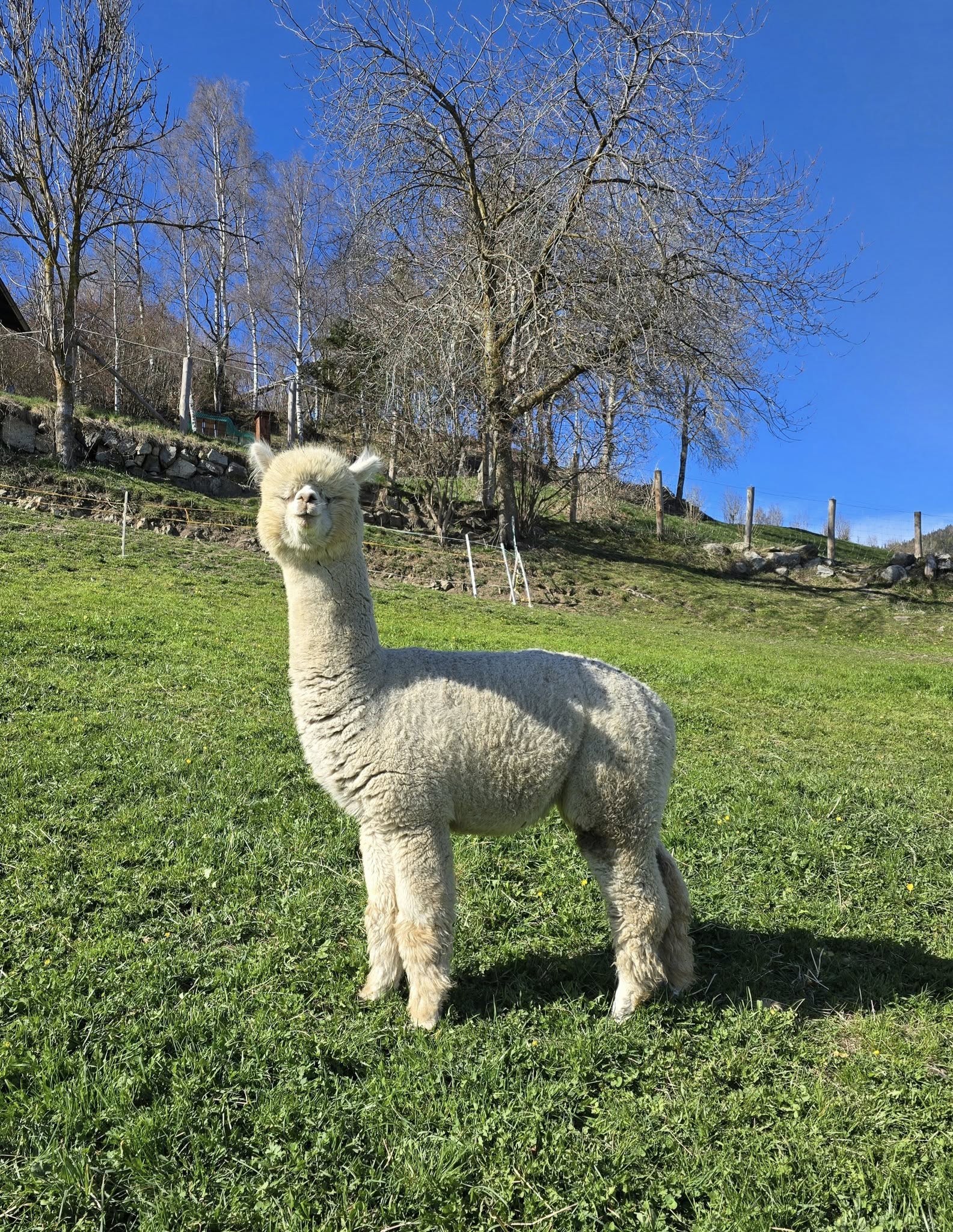 white alpaca female on a green field