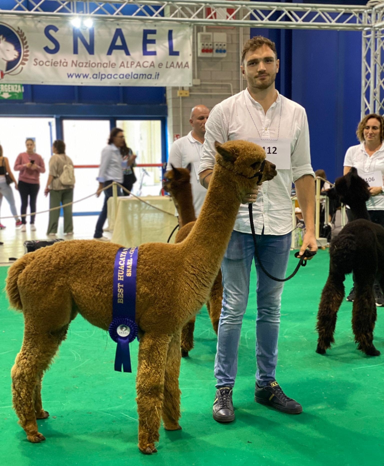 A person in a white shirt holds a brown alpaca with a blue "Best Huacaya" ribbon at an event, with a "SNAEL Società Nazionale Alpaca e Lama" banner and other alpacas in the background.
